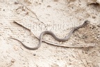 Coronella austriaca 8221609