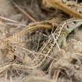 Lacerta agilis agilis 8231754