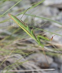 Mantis religiosa male 8211085