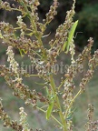 Mantis religiosa 8221530