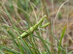 Mantis religiosa female 8221392
