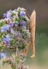 Mantis religiosa female 8221401