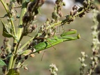Mantis religiosa female 8221451