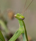 Mantis religiosa female 8221472