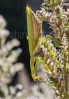 Mantis religiosa female 8221508