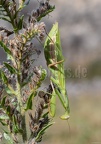 Mantis religiosa female 8221528