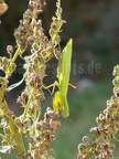 Mantis religiosa female