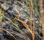 Mantis religiosa male 8211029