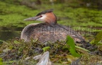 Podiceps cristatus 7281740