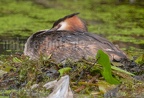 Podiceps cristatus 7281743