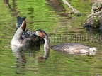 Podiceps cristatus feeding fledglings 8092298