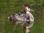 Podiceps cristatus with fledglings 8092321