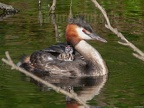 Podiceps cristatus with fledglings 8092340