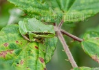 Hyla arborea juvenile 8092217