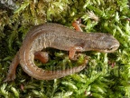 Lissotriton helveticus 4114038
