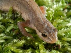 Lissotriton helveticus 4114039