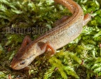 Lissotriton helveticus 4114046