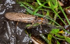 Plecoptera sp. 4114100