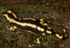 Salamandra salamandra terrestris female at creek 4114152