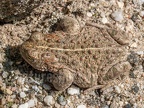 Epidalea calamita 8302496