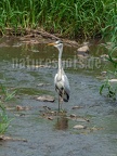 Ardea cinerea 5214549