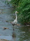 Ardea cinerea 5214565