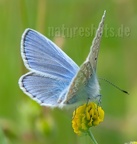 Polyommatus  icarus male 5214410