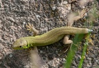 Lacerta bilineata juvenile 5214387