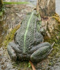 Pelophylax ridibundus 5214589