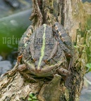 Pelophylax ridibundus 5214594