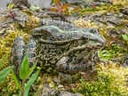 Pelophylax ridibundus 5214624