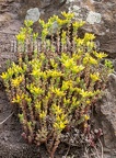 Sedum acre 5214416