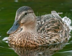 Anas platyrhynchos female 6264875