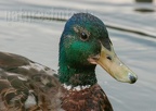 Anas platyrhynchos male 6264872