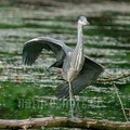 Ardea cinerea juvenile 6264854