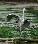 Ardea cinerea juvenile 6264854