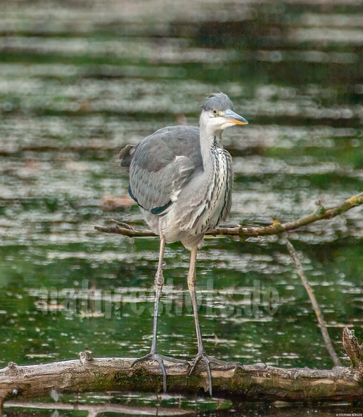 German common name: Graureiher
English common name: Grey heron Ardea_cinerea_juvenile_6264864.jpg