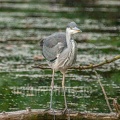 Ardea cinerea juvenile 6264864