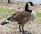 Branta canadensis 6264803