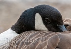Branta canadensis 6264816