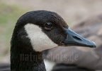 Branta canadensis 6264819