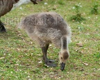 Branta canadensis gosling 6264906