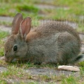 Oryctolagus cuniculus 6264885