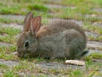 Oryctolagus cuniculus 6264885