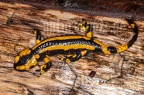 Salamandra salamandra terrestris 7114981