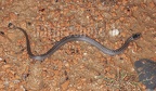 Coronella austriaca juvenile 9055079