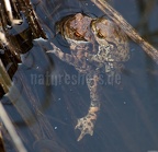 Bufo bufo amplexus 4043509