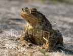 Bufo bufo male 4043377