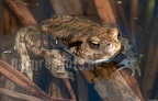 Bufo bufo male 4043420