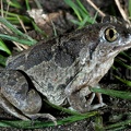 Pelobates fuscus 4053667